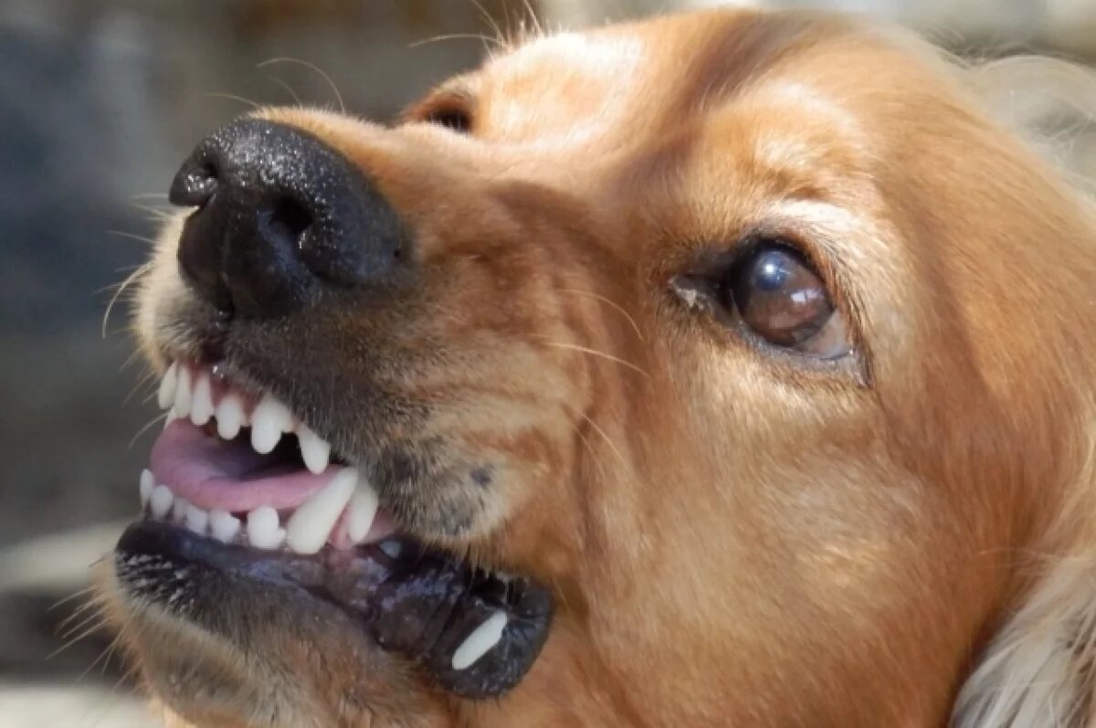    Нападение бездомной собаки на девочку прокомментировали в воронежской мэрии