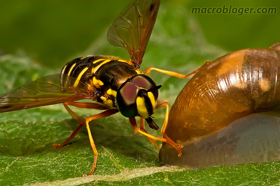 Улитки и их окружение