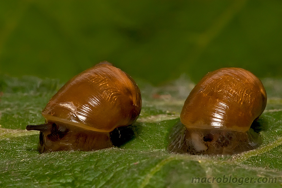 Улитки и их окружение