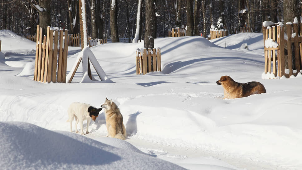 Глава Марий Эл поручил усилить контроль за бездомными собаками.📷Фото: Роман Яровицын / Коммерсантъ