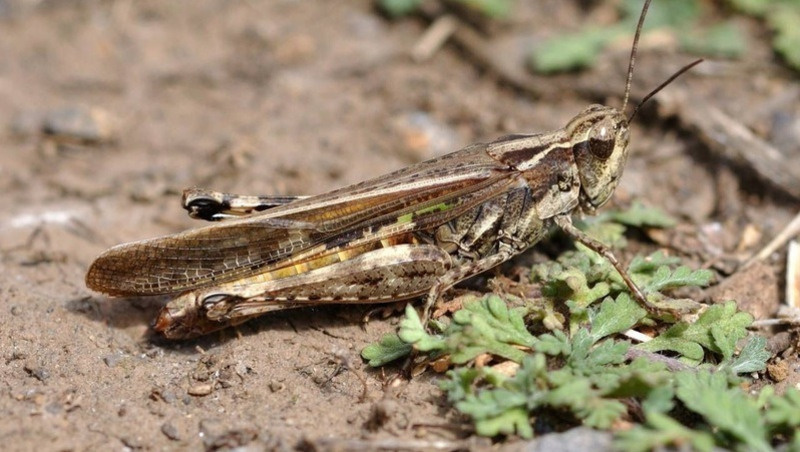      Фото: минсельхоз Ставрополья
