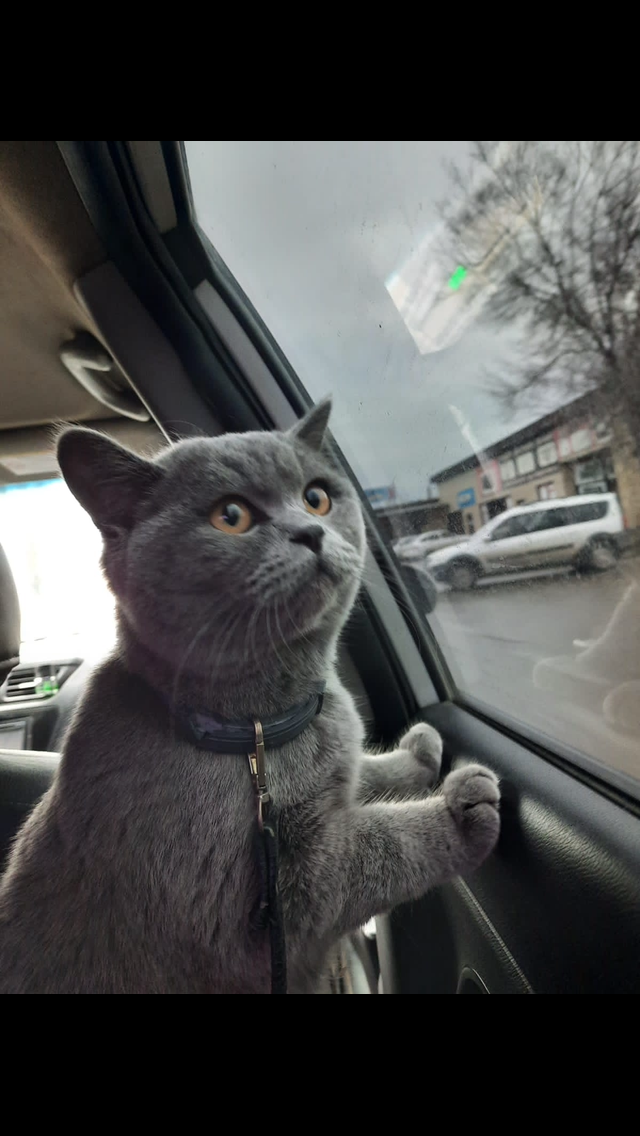 РЕВНОСТЬ У ЖИВОТНЫХ