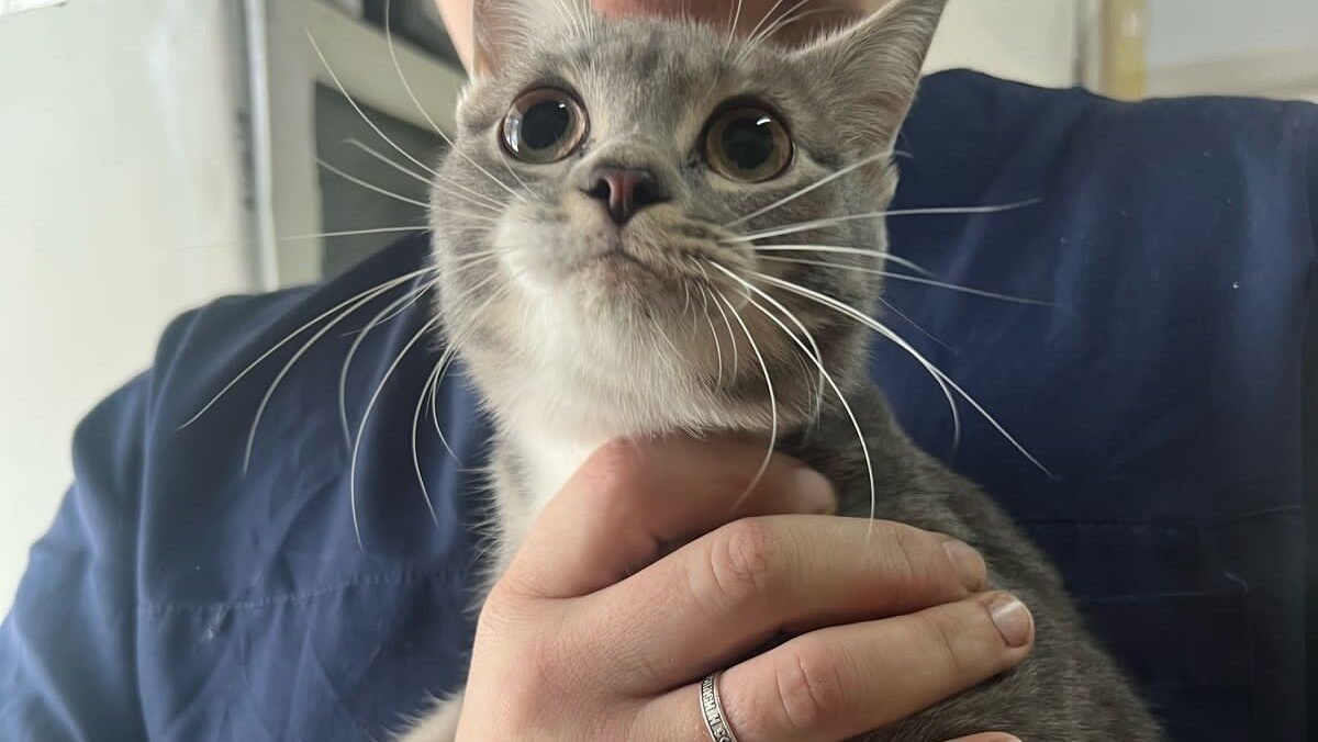    Кошка-подросток надеется, что у неё появятся любящие хозяева. Фото: Общество защиты животных в г. Бийске