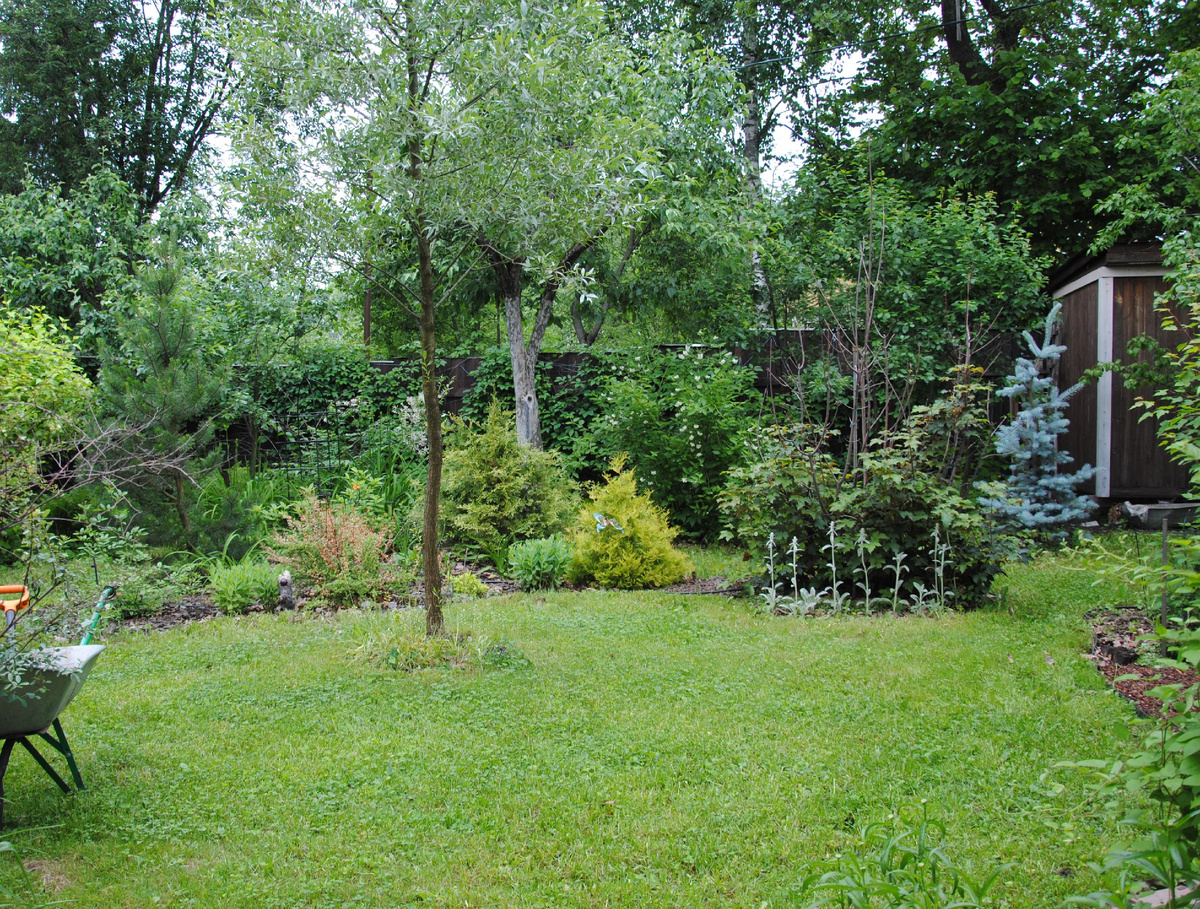 Мой сад, 2024 г