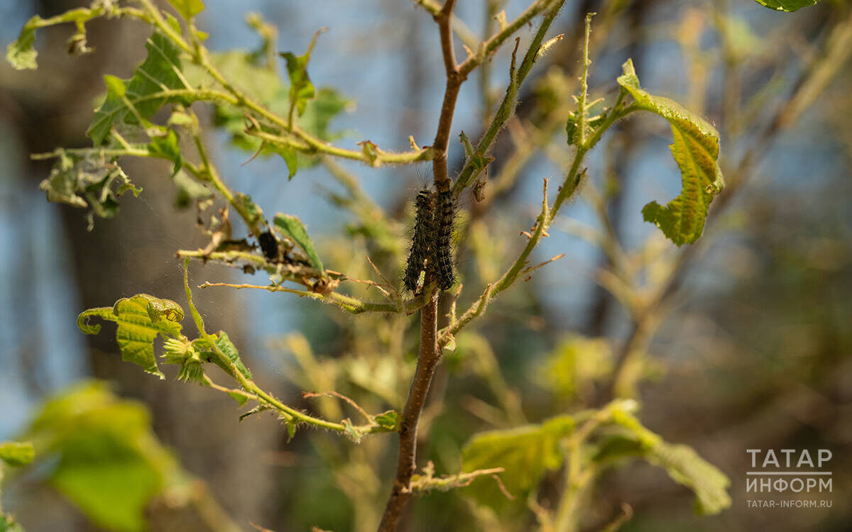 Лесопатологи начинают проводить проверки. Смотрят, существует ли угроза развития непарного шелкопряда и других вредителей лесаФото: © Салават Камалетдинов / «Татар-информ»
