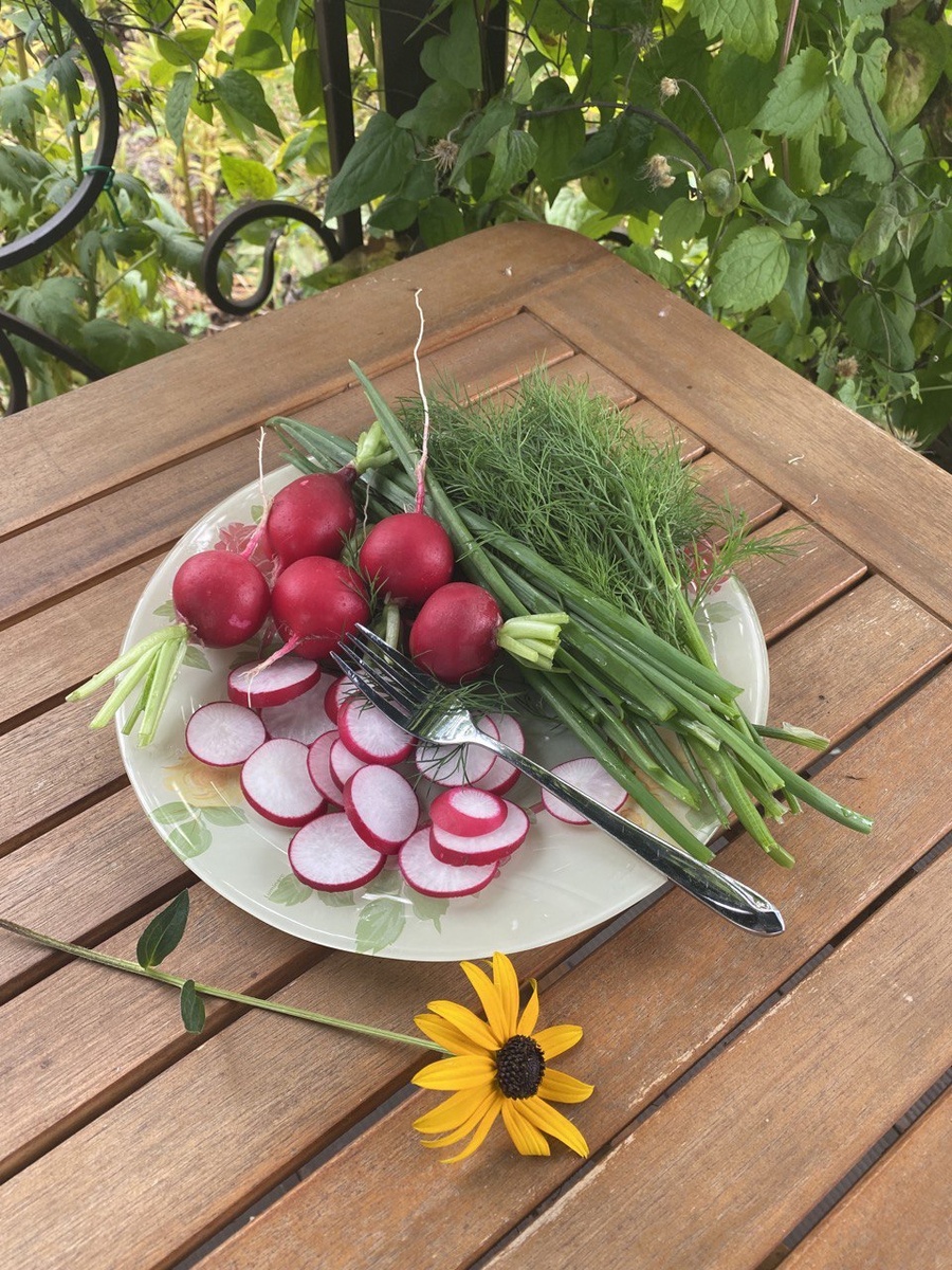 Без редиса невозможно представить себе ни один приусадебный участок