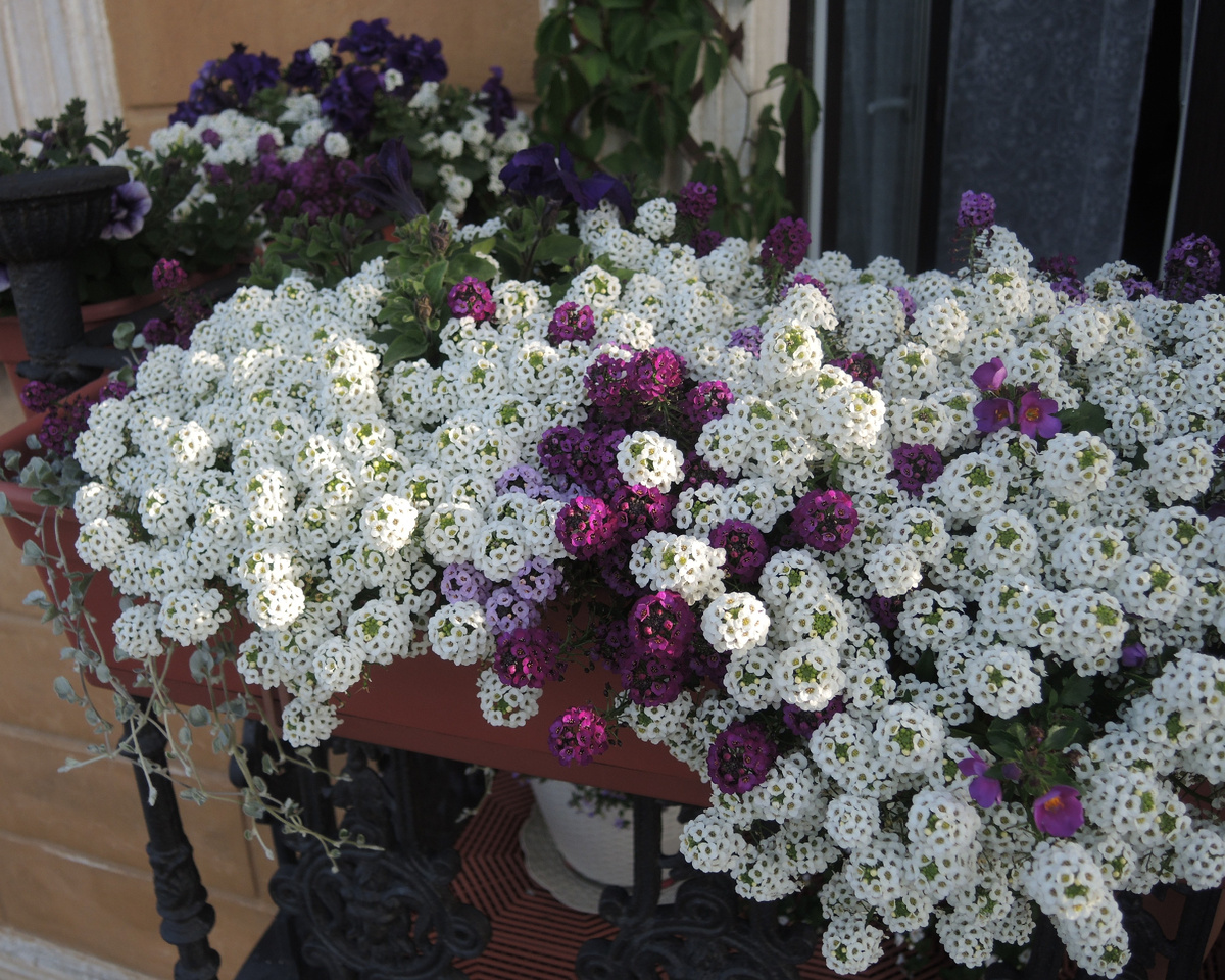 Биг Джем ароматная смесь, начало июля.