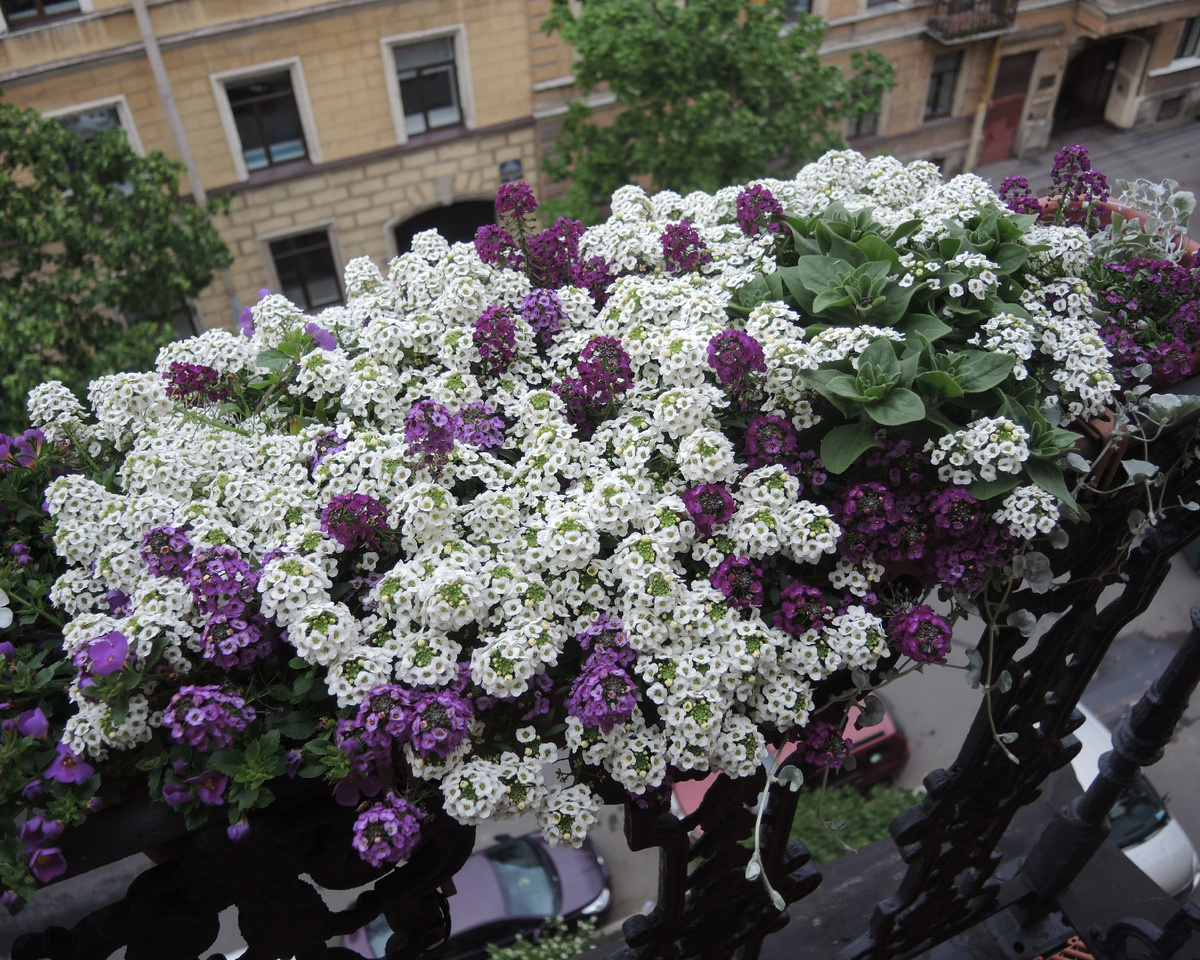 Биг Джем ароматная смесь, конец июня.