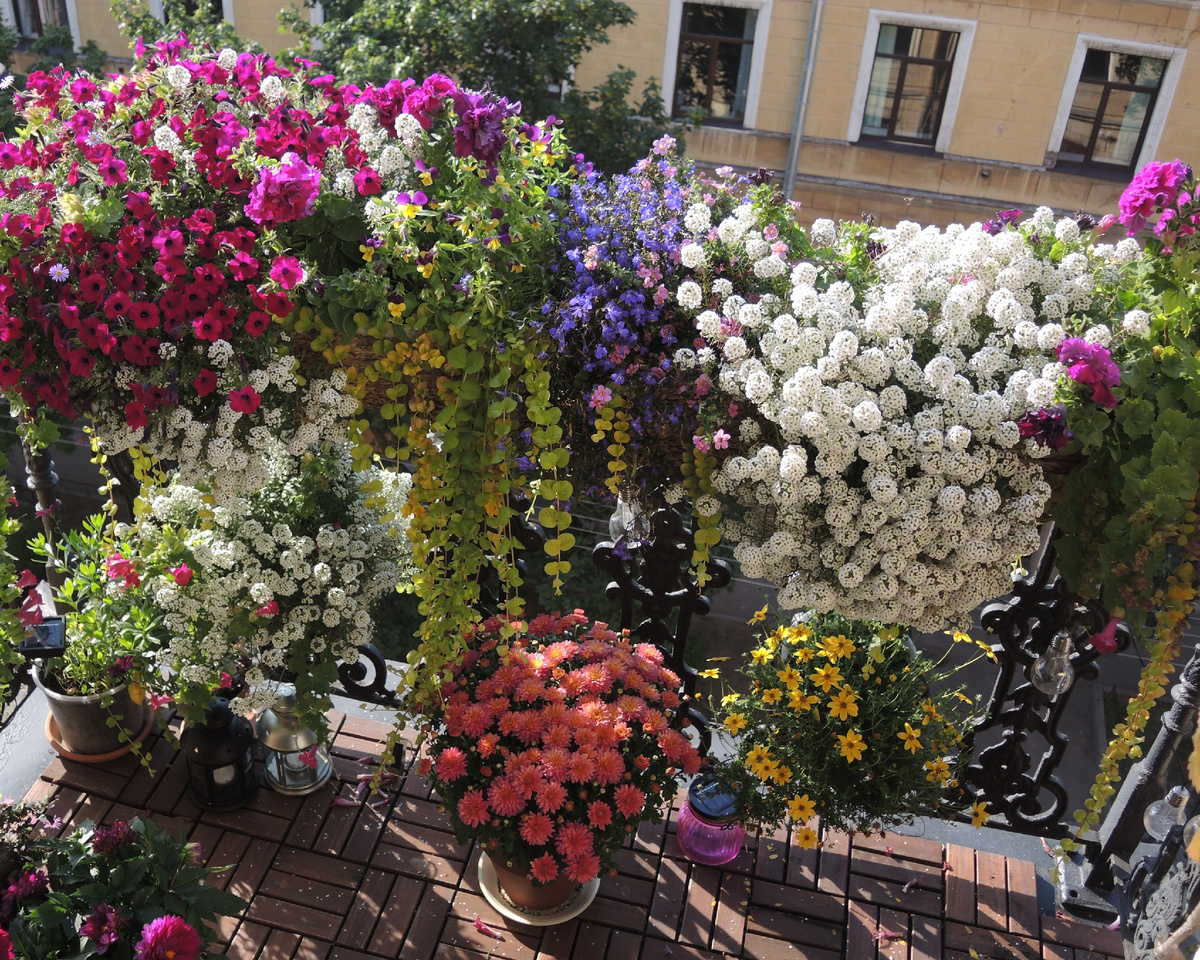 Snow Princess, июль
