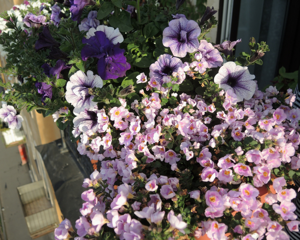 Gulliver Pink, начало июля.