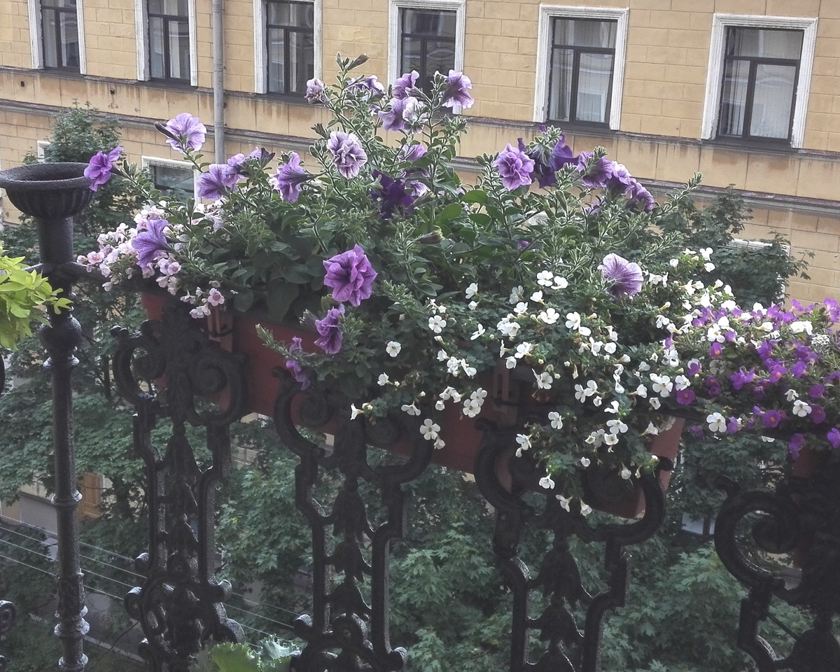 Gulliver White, начало августа.