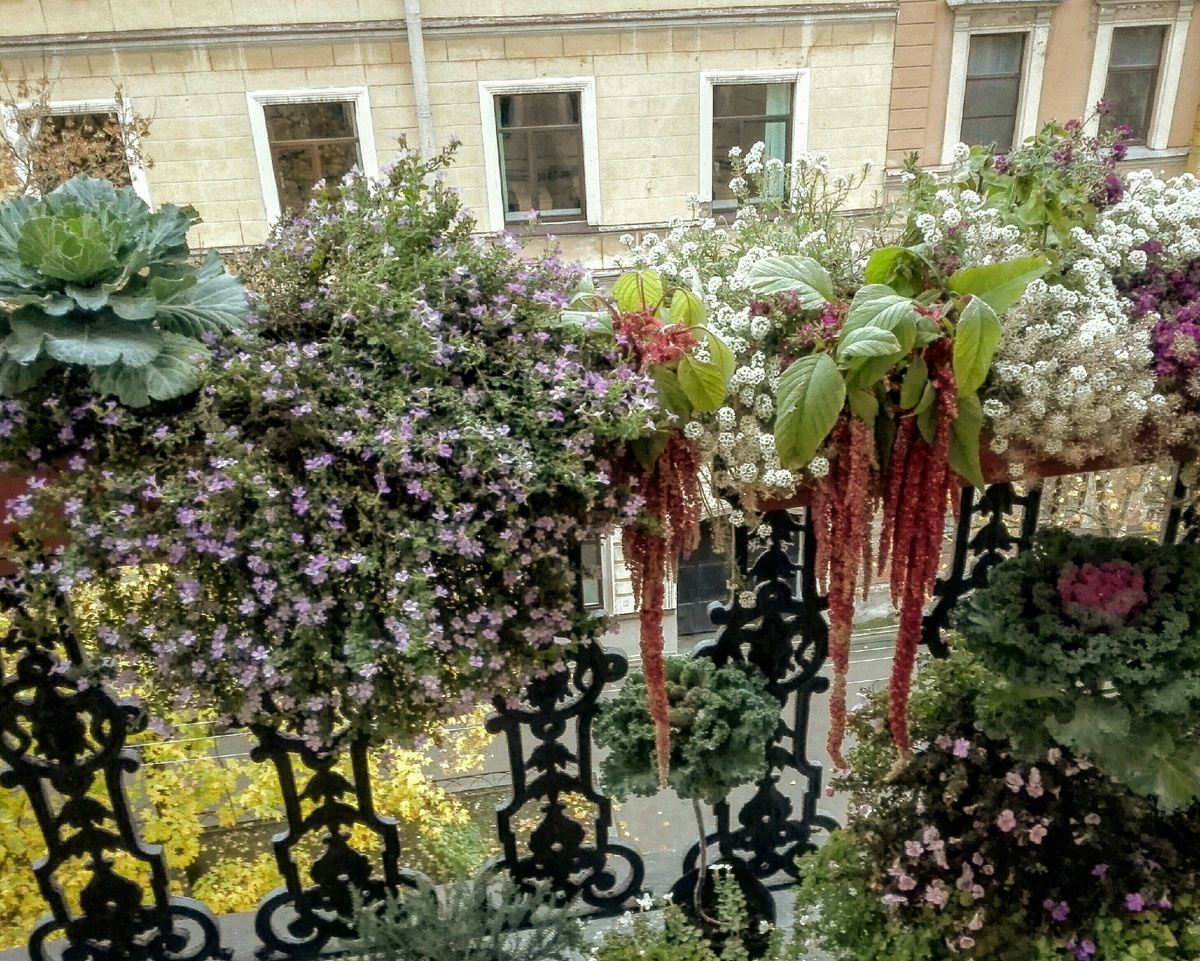 Бакопа Блутопия из семян, куст из одного семечка в конце октября.