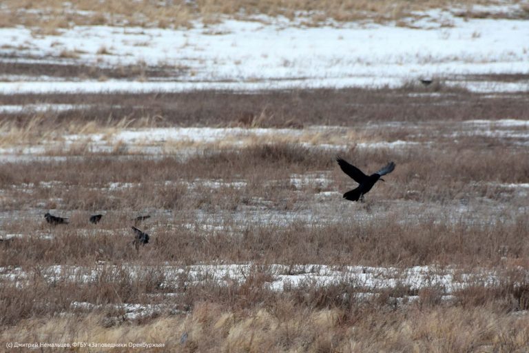    В Оренбуржье вернулись грачи Мария Чалкина