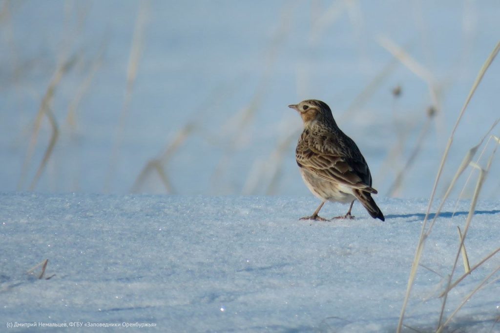    В Оренбуржье вернулись грачи Мария Чалкина