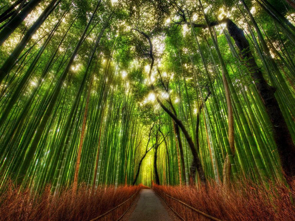 Бамбуковый лес, Япония
