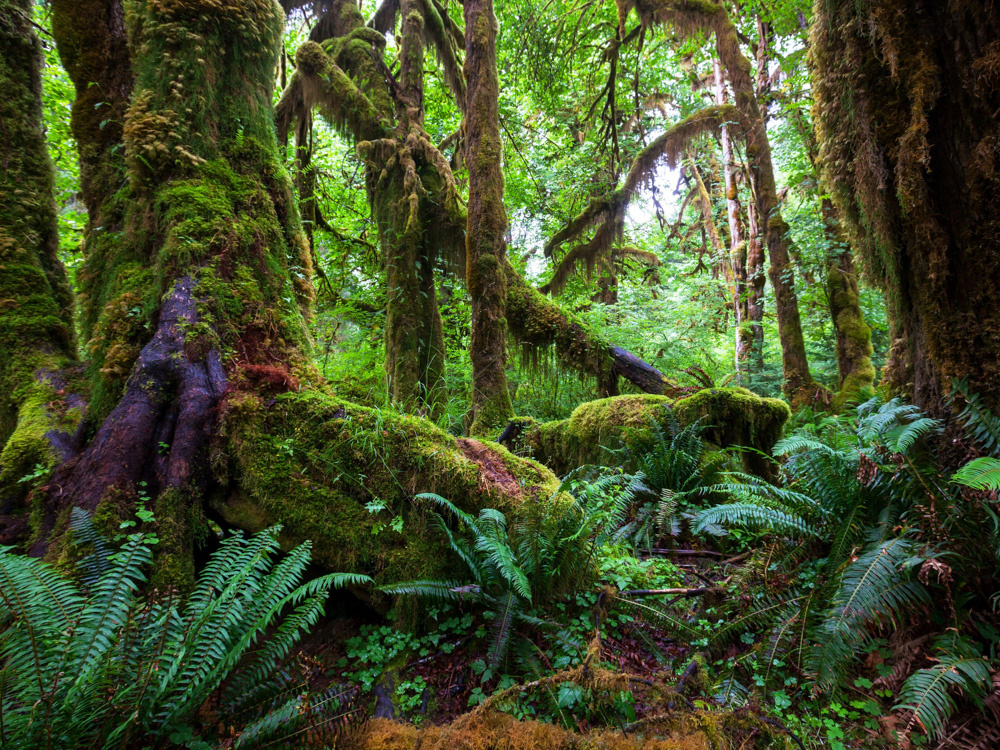 Национальный парк «Олимпик», США