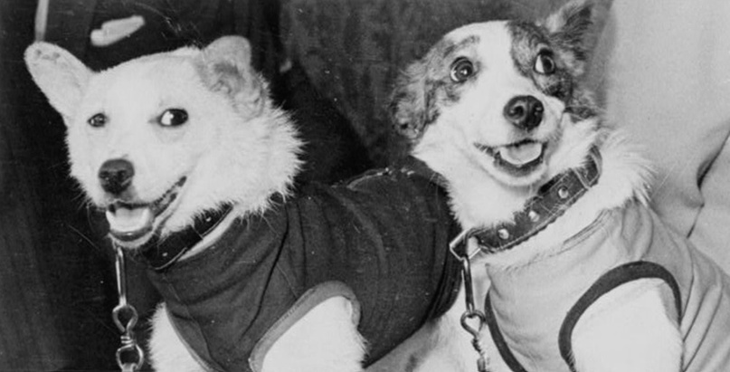 Белка-вторая и Стрелка