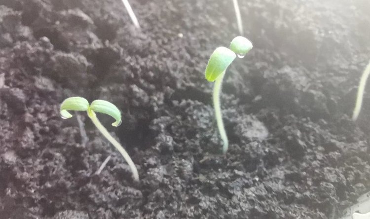    Узнали у экспертов правду о всхожести семян для рассады