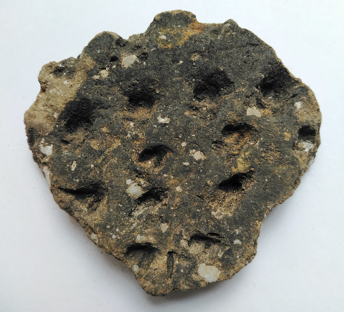 Фрагменты сосуда с примесью толчёных раковин и птичьего пуха в тесте. Волосовская культура. 3 тыс. до н. э. Стоянка Маслово болото 4