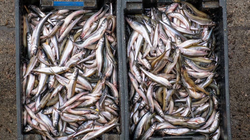 Фото: Алексей Смагин / Коммерсантъ