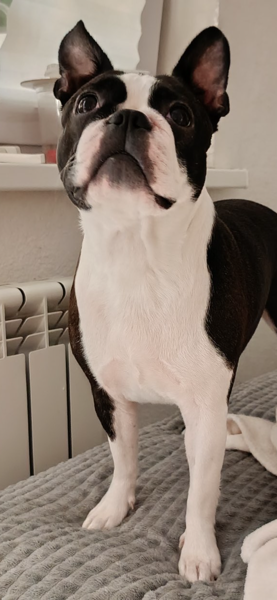 Бостон терьер Фифа