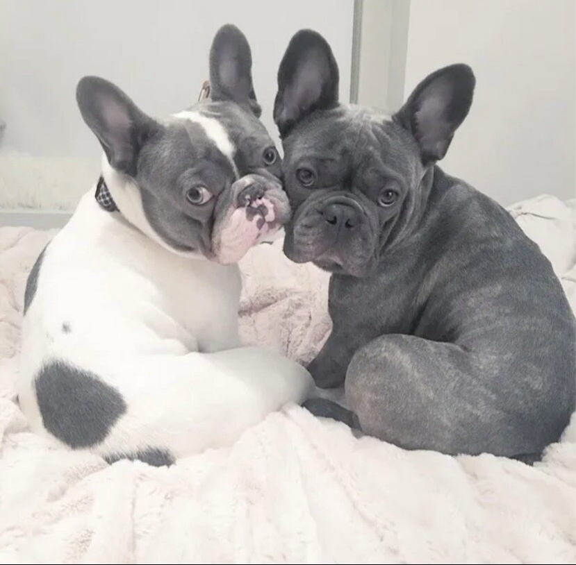 Французские бульдоги