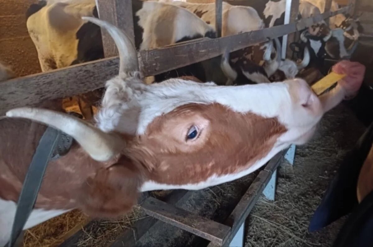    Ставка на молоко и мясо: ульяновский агробизнес развивает животноводство