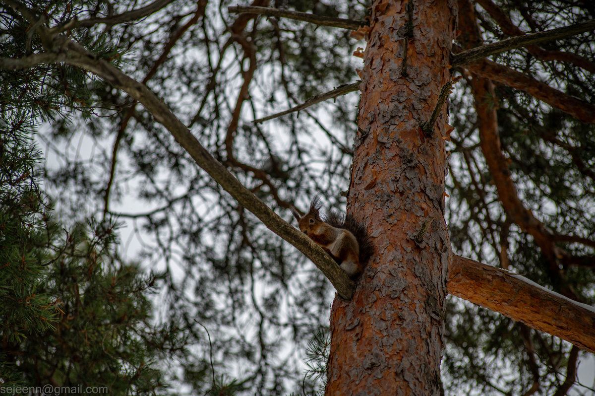 Фото для карточки. Фото автора
