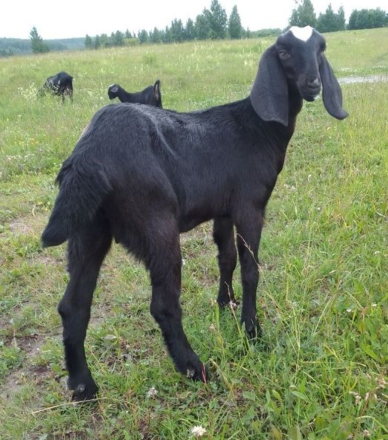 Наша Любаша - всеобщая любовь