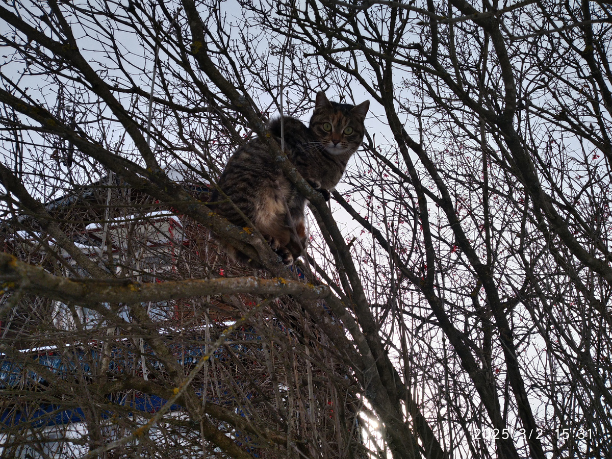 Котики прилетели (все фотографии мои)