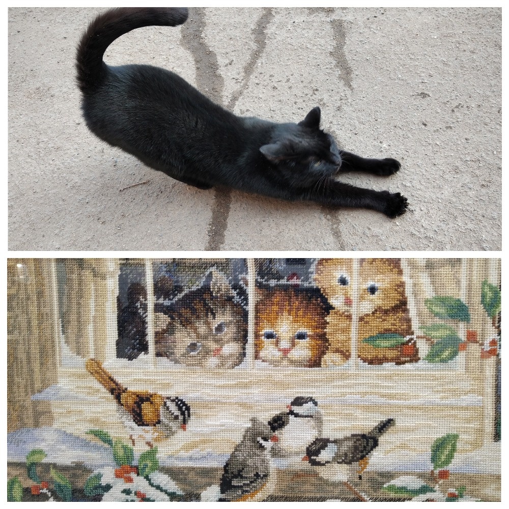 Соседский черный кот в нашем дворе на самовыгуле/ вышитая картина с выставки в музее