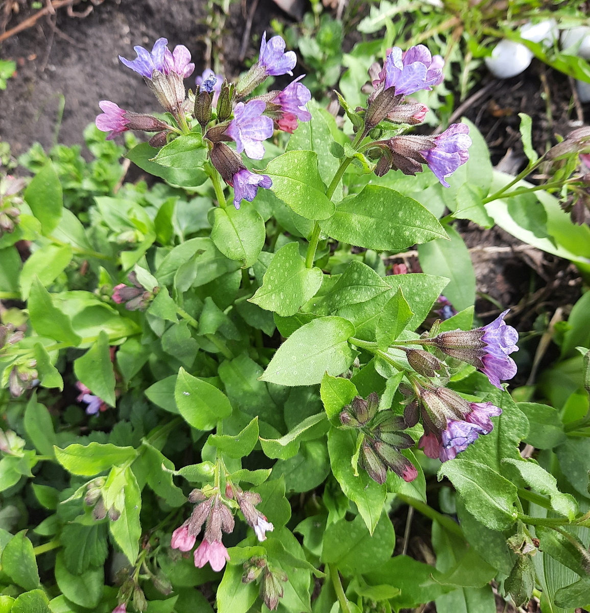 Все фотографии в статье мои