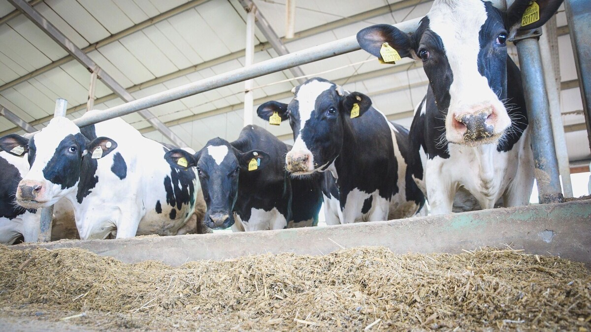     Источник: 1MI