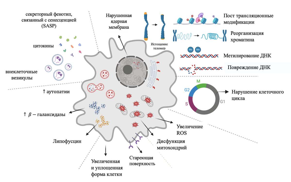Karynne de Nazaré Lins de Brito, Andréa Gonçalves Trentin,
Role of mesenchymal stromal cell secretome on recovery from cellular senescence: an overview,
Cytotherapy, 2024.