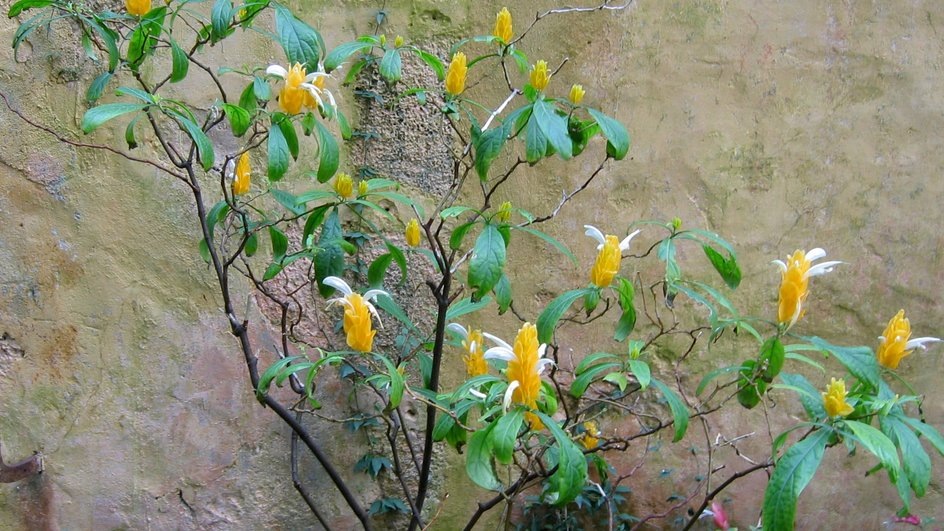 Источник: фото $pooky, CC BY-SA 3.0|commons.wikimedia.org