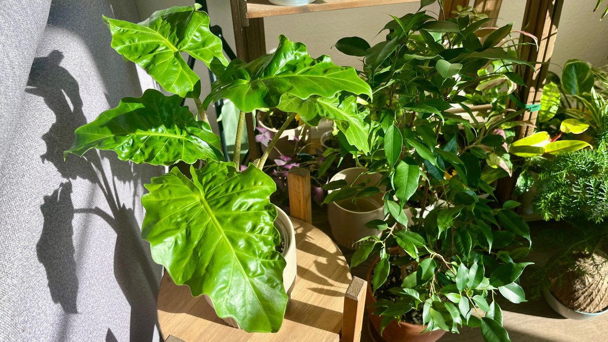 Алоказия Лоу Райдер.