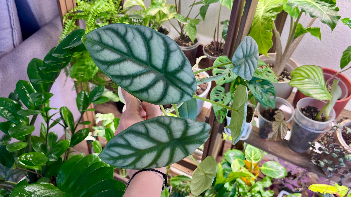 Алоказия Сильвер Дракон.