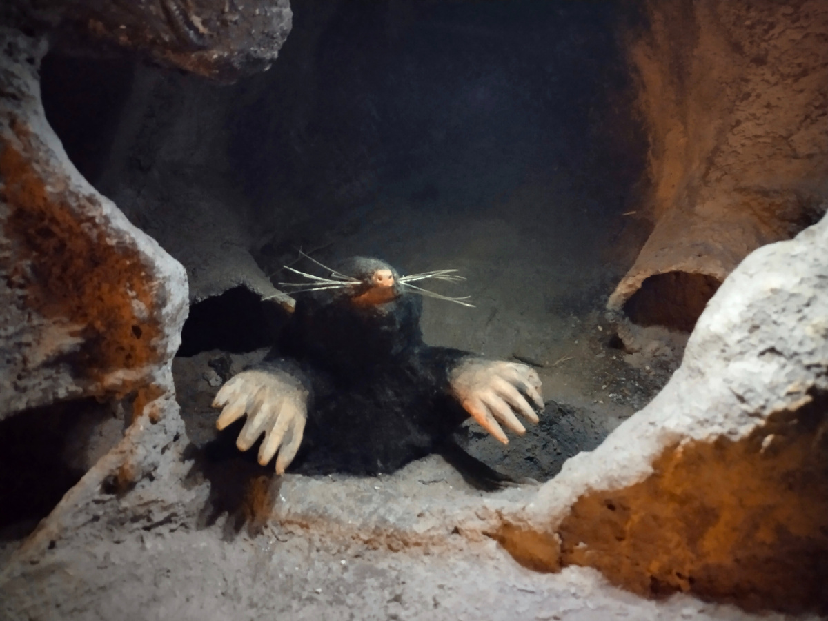 Иллюстрацией к этому разделу стал один из экспонатов Центрального музея почвоведения им. В. В. Докучаева (экскурсия в подземный мир)