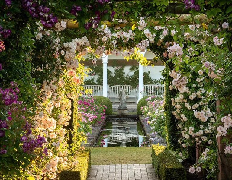 Фото: розовый сад в питомнике Остина в Шропшире