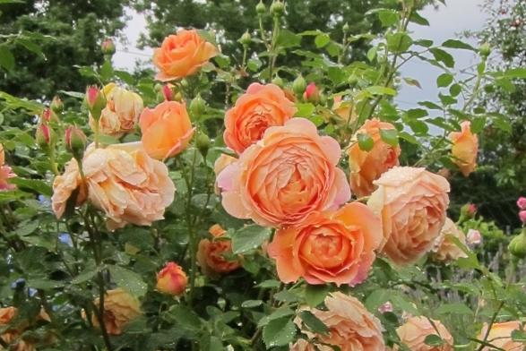 Секрет популярности роз Остина