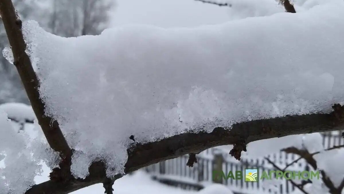 Фото:© Ольга Шульга / Glavagronom.ru
В Краснодарском крае ожидается снижение температуры ниже нуля