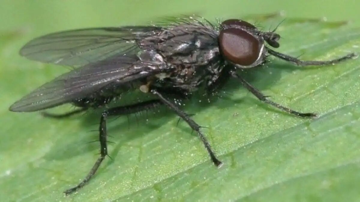 Фото:Россельхозцентр
Черная пшеничная муха обнаружена на посевах озимых в Волгоградской области