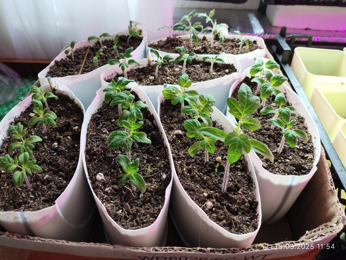 Томатные гномы готовы к  пересадке в  отдельны стаканчики