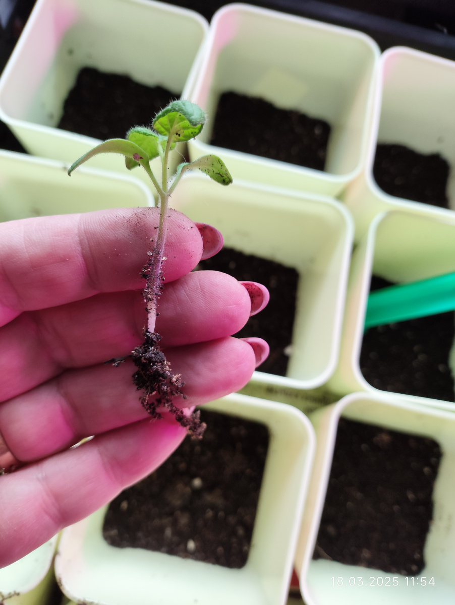 Коревая сеянца  томатного гнома "Дикий картофельный лист" имеет компактный вид