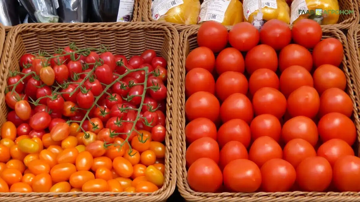 Фото:© Светлана Даренских / Glavagronom.ru
Опыление при помощи шмелей обеспечивает Опыленные растения дают стопроцентную завязываемость и высокое качество плодов