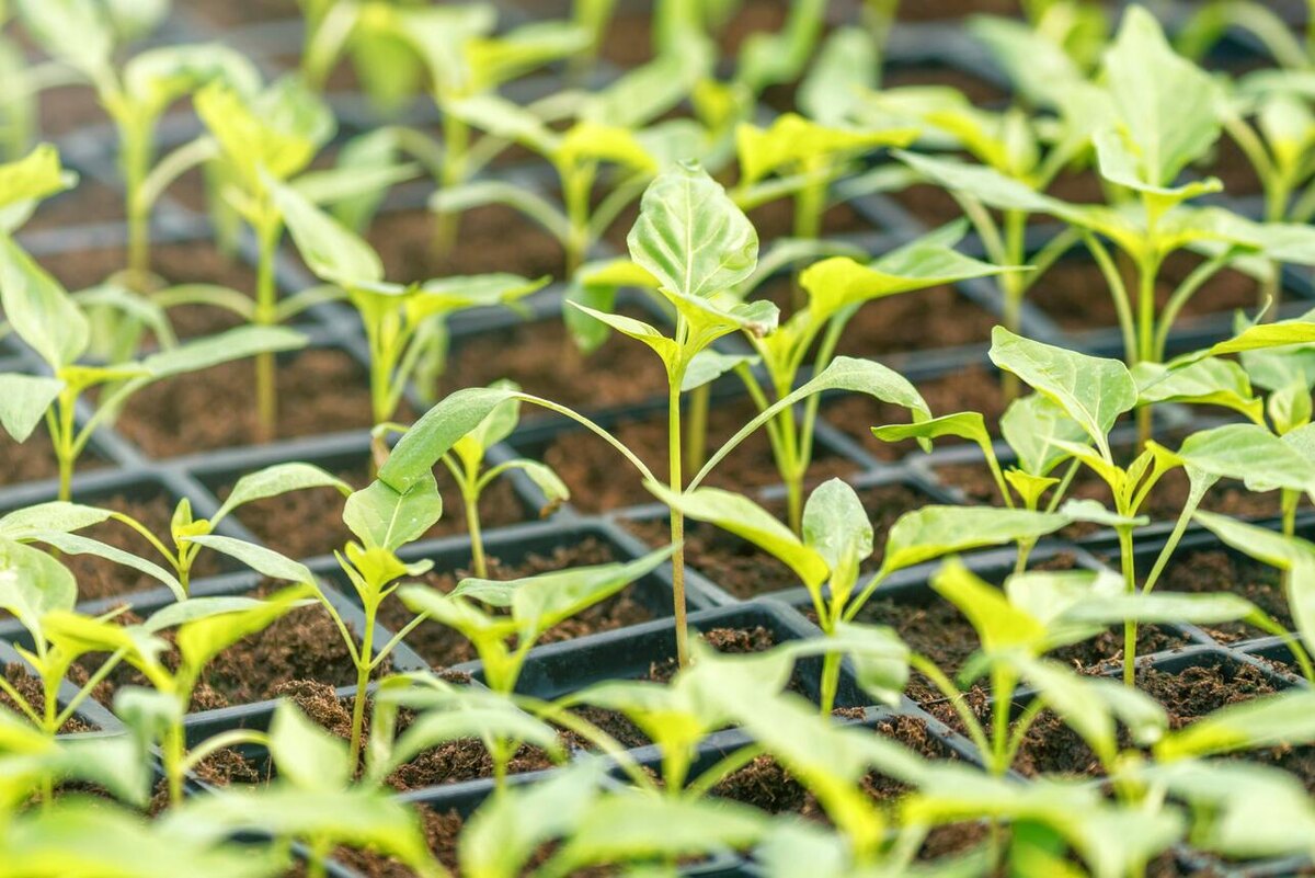     123RF/legion-media.ru