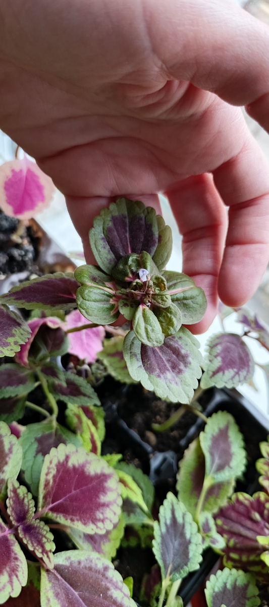 Я сначала испугалась, что завелась какая-то живность и пора обрабатывать от вредителей 🤣