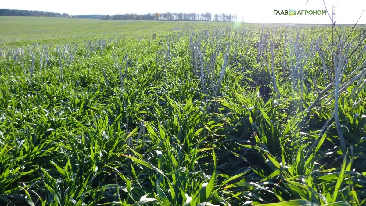 Фото:© Светлана Даренских / Glavagronom.ru
Земледелие с нулевой обработкой почвы обеспечивает множество агрономических преимуществ