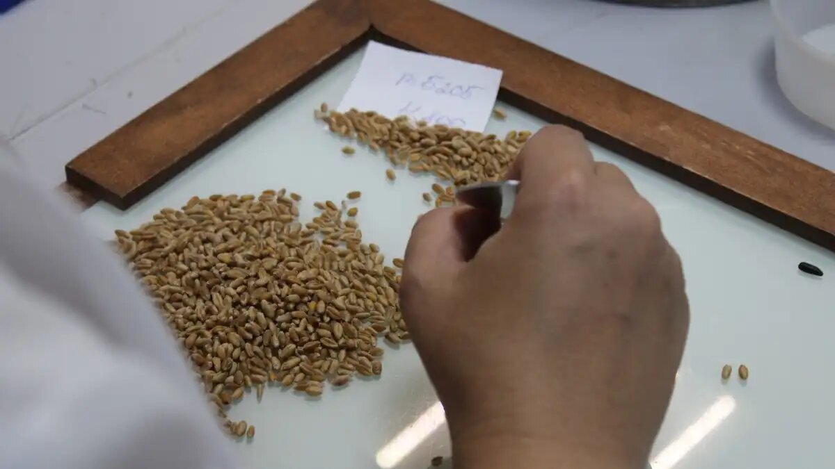 Фото:пресс-служба Донского филиала ФГБУ «ЦОК АПК»
Правила и ошибки в декларировании зерна в 2025 году