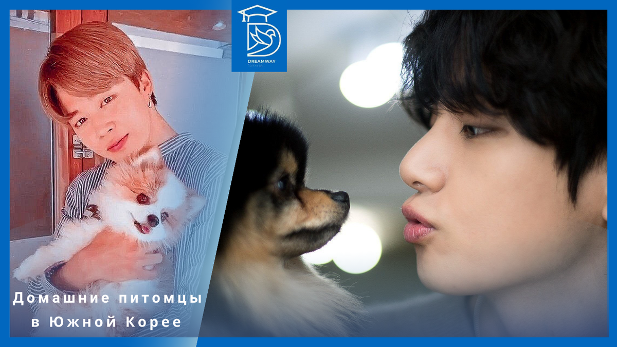 Звёзды BTS со своими питомцами